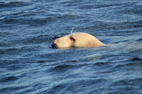 Albino Seal - Serenity Farne Islands Boat Tours and Trips
