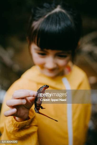 Juvenile Newts Photos and Premium High Res Pictures - Getty Images
