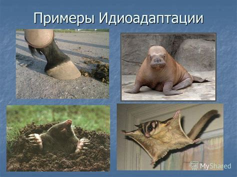 Презентация на тему: "Макроэволюция Выявление ароморфозов у растений и ...