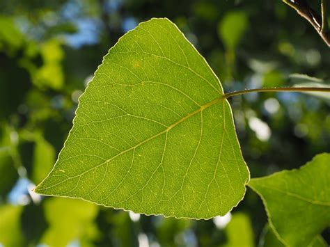 close-up, no people, Poplar, grazing greenhouse, selective focus, leaf vein, day, vulnerability ...