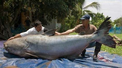 Giant Catfish May Be World's Largest Freshwater Fish