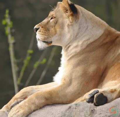 Lioness | Artificial Design
