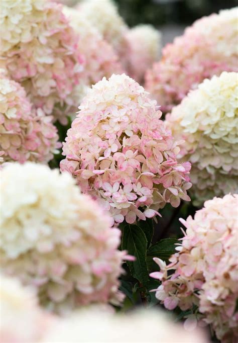 Rispenhortensie Living Pinky Promise®