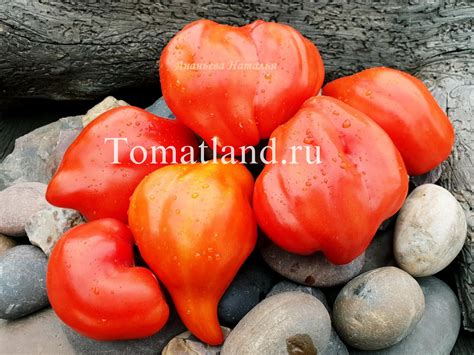 Томат Скифея: описание сорта, ОТЗЫВЫ, фото | tomatland.ru