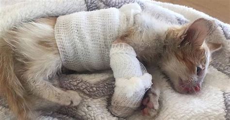 Disfigured Kitten Rescued From a Factory is Transformed by Love | Catlov