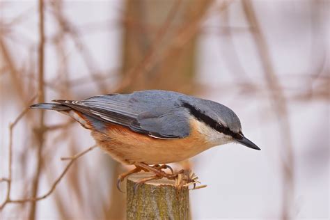 Kleiber - heimische-voegel.de