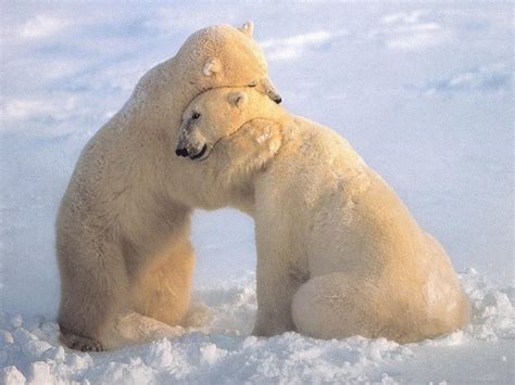 Animal Hug Wallpapers - Top Free Animal Hug Backgrounds - WallpaperAccess