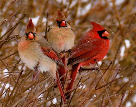 tea tweets  cardinal  bird house ny