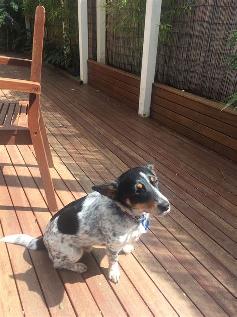 Australian Cattle Dog Jack Russell Mix