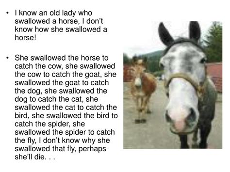 PPT - There was an Old Lady who swallowed a Fly PowerPoint Presentation