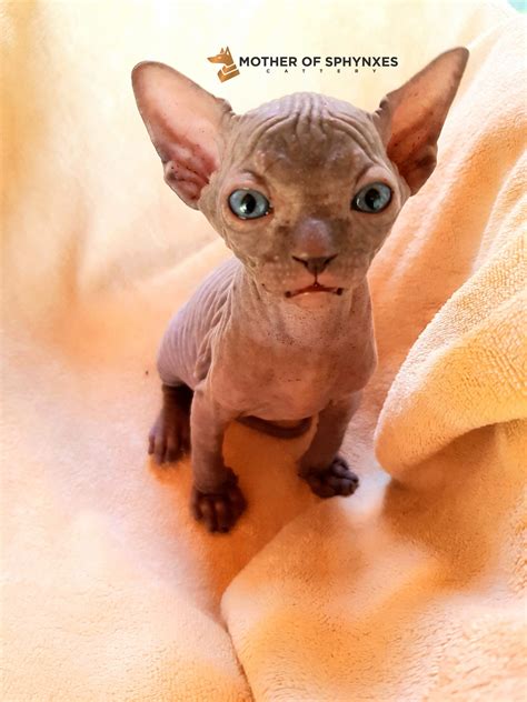 Munchkin Cat Malaysia Untuk Dijual : Cats For Sale All Ages Petfinder