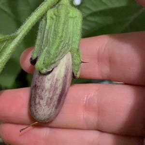 how to care for eggplant
