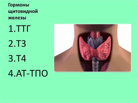 Гормоны щитовидной железы особенности ТПО, норма, причины