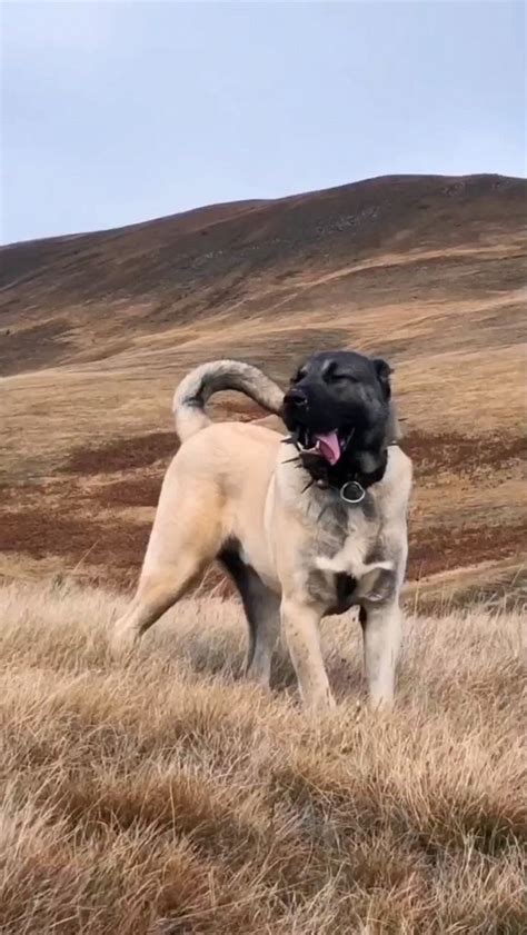 Pin on V..Dogs