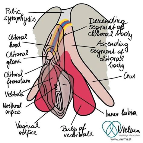 share  amazing illustrations  clitoral anatomy