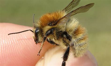 Endangered species of bumblebee has been seen in Devon for the first ...