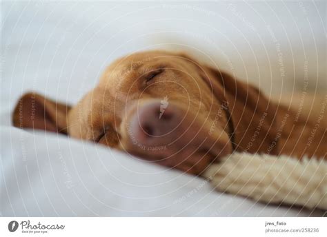 sleeping dog Animal Pet - a Royalty Free Stock Photo from Photocase