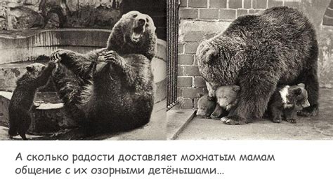 Семья у животных. О семейных чувствах животных - презентация онлайн