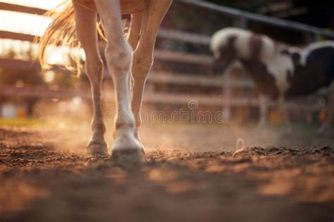 horses walking  stable   farm farm countryside summer stock