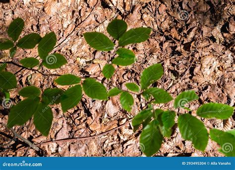 Beech leaves stock photo. Image of green, leaf, park - 293495304