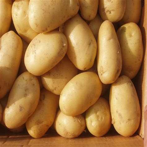 Продам Картошку — APKUA