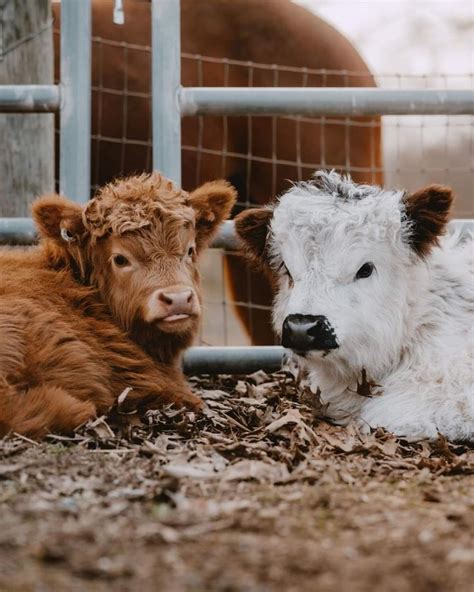 Pin by Nikki O’Dell on Western in 2024 | Pet cows, Cute baby cow, Mini cows