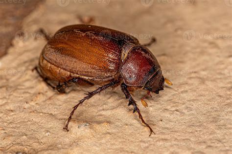 adult june beetle  stock photo  vecteezy