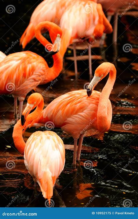 The flock of pink flamingo stock image. Image of everglades - 10952175