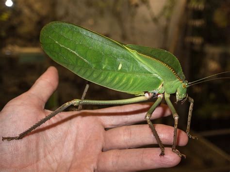 The adult grasshopper Siliquofera grandis in the palm of y… | Flickr