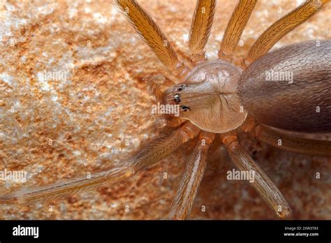Mediterranean recluse spider, violin spider (Loxosceles rufescens