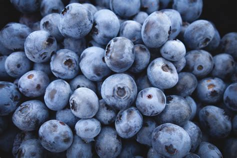 Mirtilo - identificar defeitos e danos no fruto na colheita