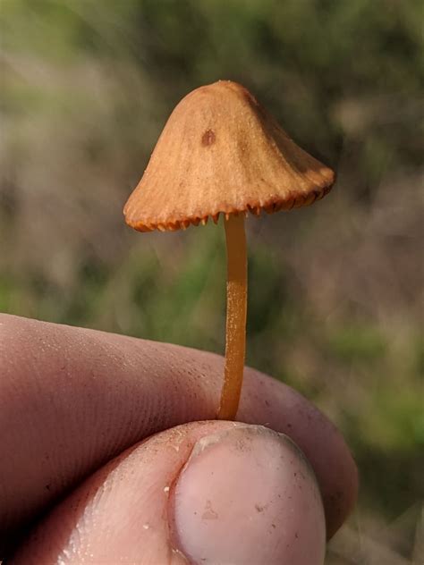 Conocybe Tenera Conocybe Tenera Fungus Species