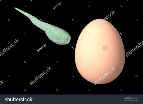 Chicken Egg Concept Render Sperm Image Stock Illustration 75145900 | Shutterstock