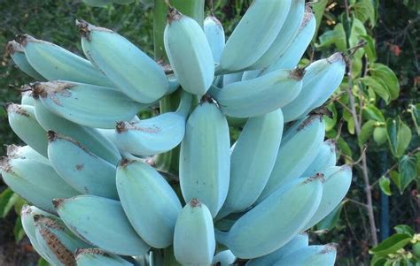 These rare bananas are blue and 'taste like ice cream'