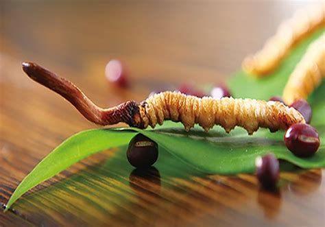 huong  su dung dong trung ha thao himalaya kho nguyen  hieu qua