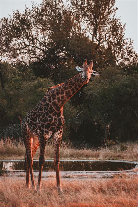 Giraffe · Free Stock Photo