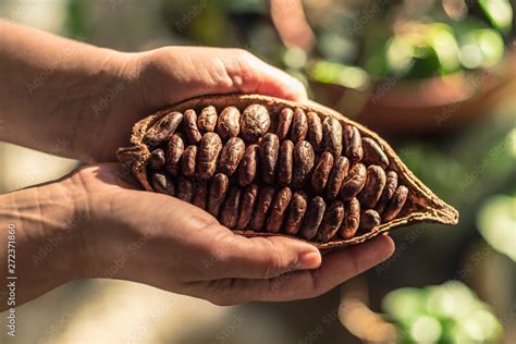 Cocoa pods with dry cocoa beans in the male hands. Nature background. Stock Photo | Adobe Stock