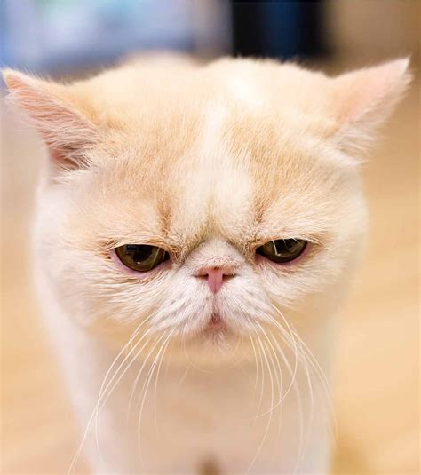 Exotic Shorthair Kittens Breed Information and Facts | Pets Nurturing