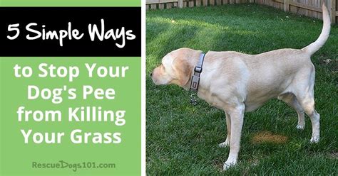 how to stop dogs pee killing grass