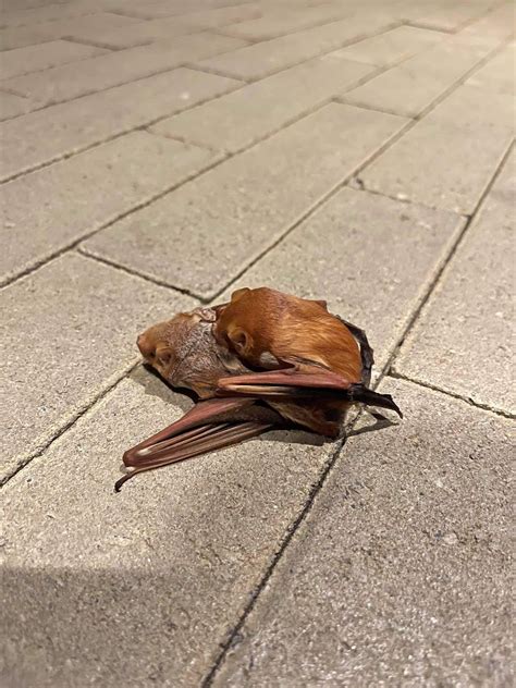 Some bat species, such as these eastern red bats (Lasiurus borealis ...
