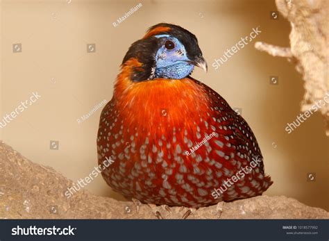 tragopan pheasant bird stock photo  shutterstock