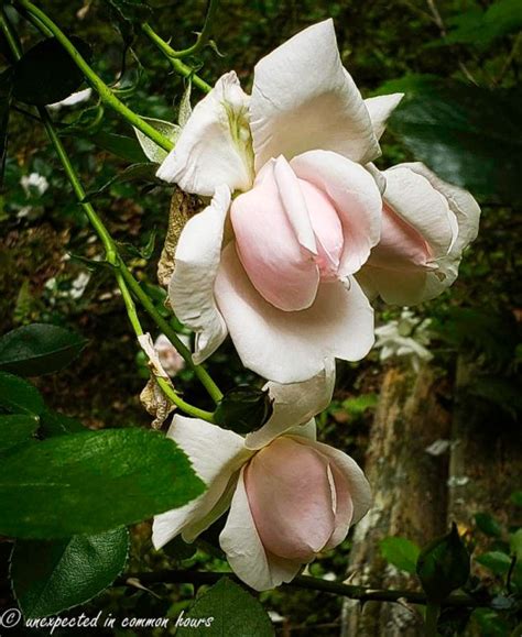 In our woodland garden: Antique pink roses – Unexpected in common hours