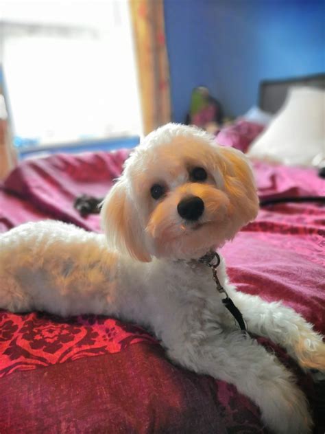 Gizmo the Maltipoo only has 2 speeds full speed or off x : r/Maltipoo