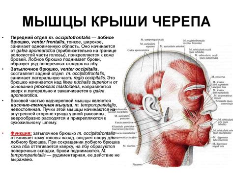 Мышцы лица человека: анатомия, строение, схема расположения, какие ...