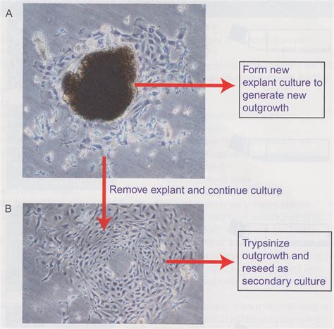 The cell