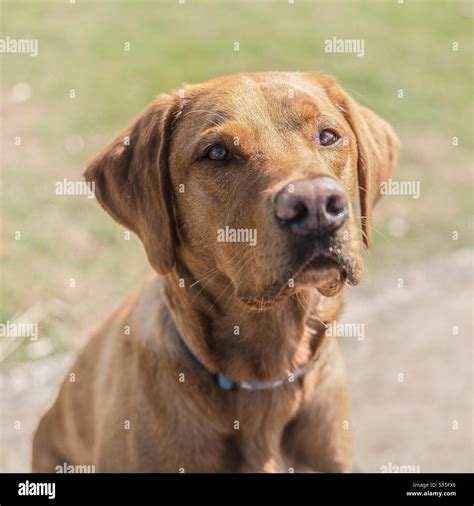 What Makes A Red Labrador