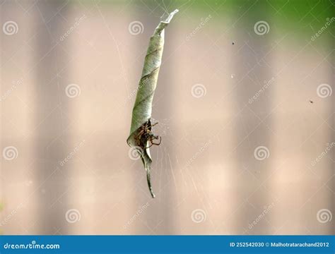 australian garden orb weaver spider argiope catenulata catches  bee