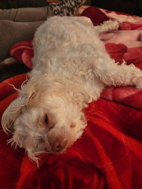 16 months maltipoo : r/Maltipoo