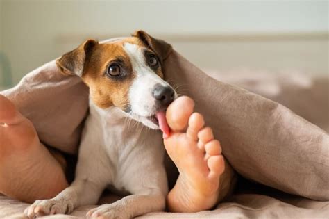 Why Does A Dog Lick Your Feet? - My Dear Dog