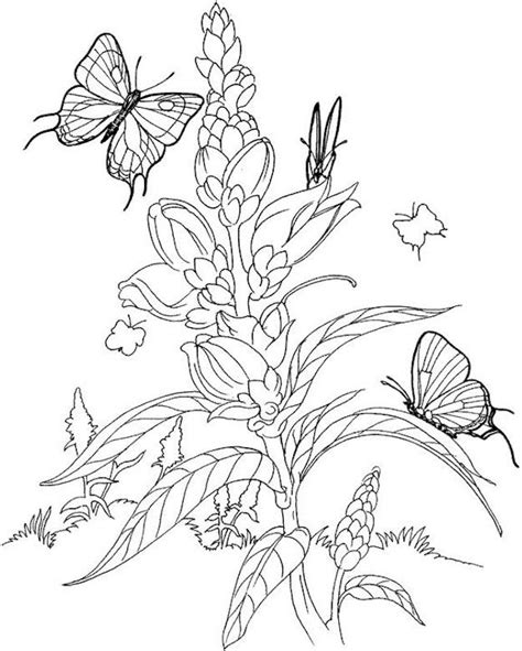Butterfly coloring page, Coloring pages, Adult coloring pages